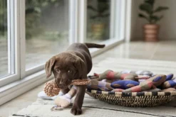 Ashi Hundelegetøj - Stor>OYOY MINI Sale