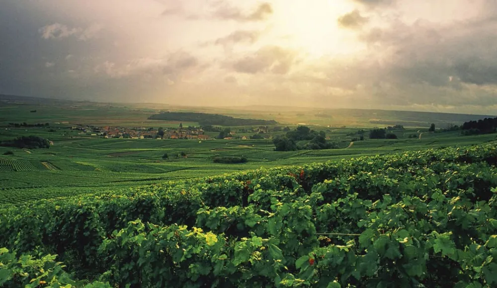 Bøger Champagne - Wine of Kings and the King of Wines