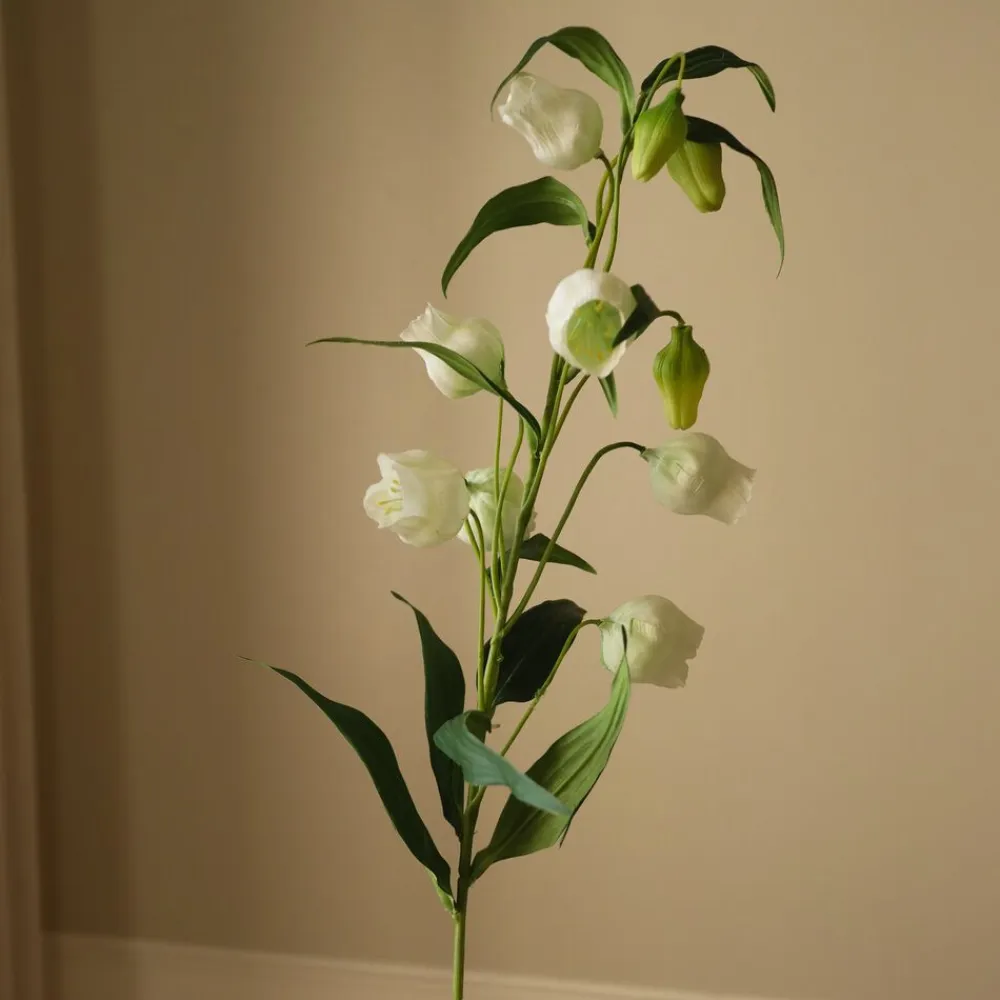 Chinese Lantern Lily Flowers>Botané Hot