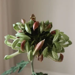 Botané Chrysanthemum Flower