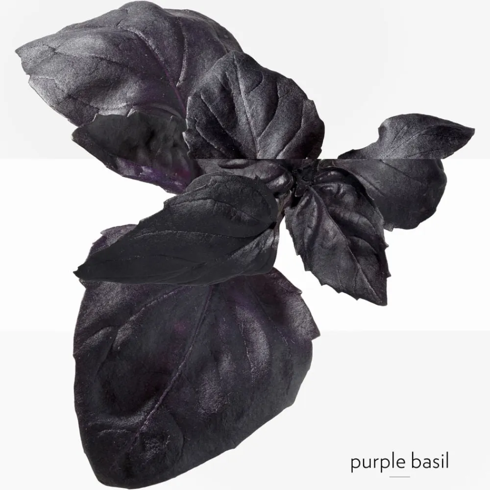 **EAU DE BASILIC POURPRE NATURAL SP>HERMÈS Clearance