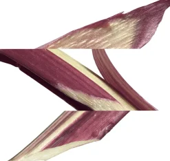 HERMÈS Eau de rhubarbe écarlate Eau de Cologne No color Sale