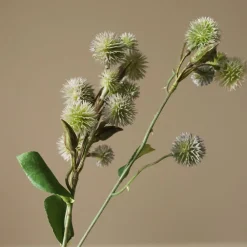 Botané Echinops Ritro Thistle Ball Clearance
