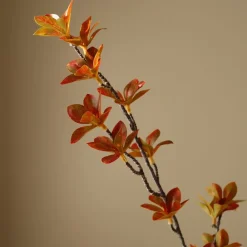 Botané Enkianthus Perulatus Leaves