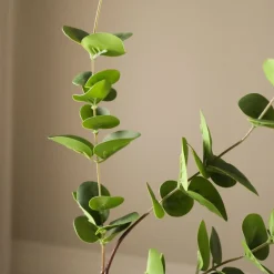 Botané Eucalyptus Three Leaves