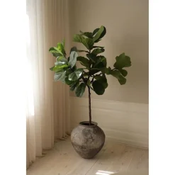 Fiddle Leaf Fig>Botané Clearance