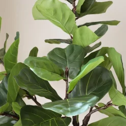Fiddle Leaf Fig>Botané Clearance