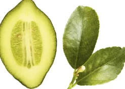 Giorgio Acqua di Gioia Eau de Parfum><noscript><img width=