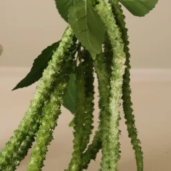Botané Green Three Forks Amaranthus Flower