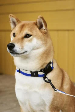 Hay Dogs Collar Flat-M/L-Blue, off-