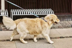 Hay Dogs Collar Flat-M/L-Lavender, New