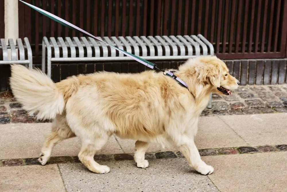 Hay Dogs Collar Flat-M/L-Lavender, New