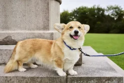 Dogs Collar Flat-S/M-Blue, off->Hay Sale