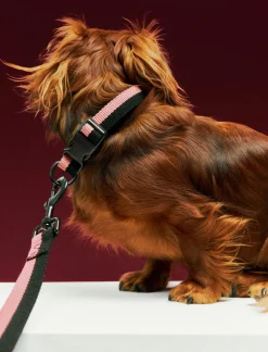 Dogs Collar Flat-S/M-Pink, blac>Hay Hot