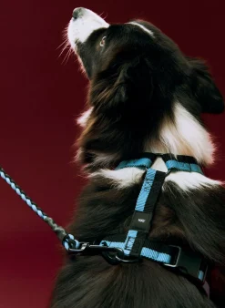 Dogs Harness-Medium-Blue, black>Hay Sale