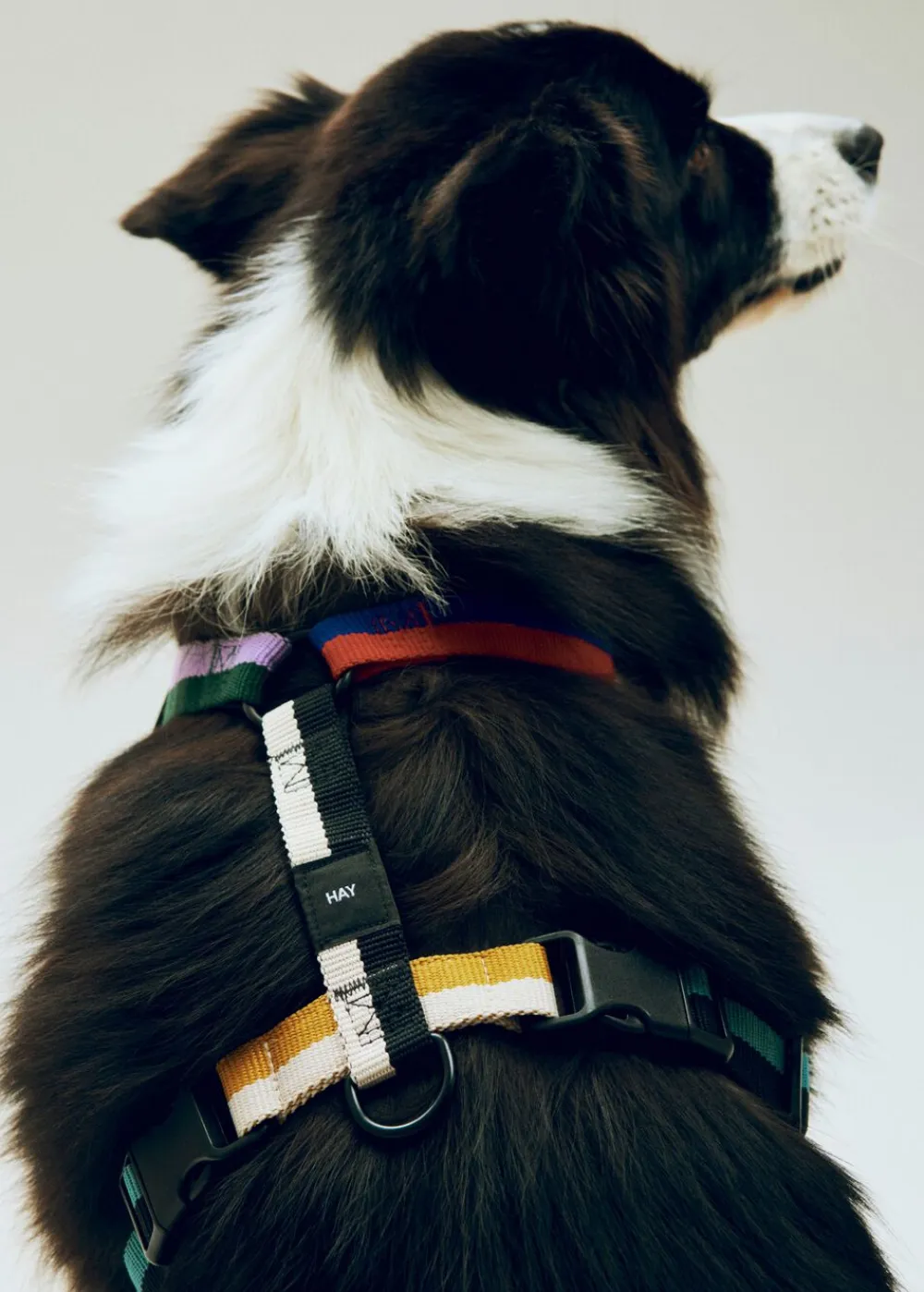 Hay Dogs Harness-Medium-Multi colou