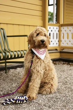 Dogs Leash-Braided-Red, blue><noscript><img width=