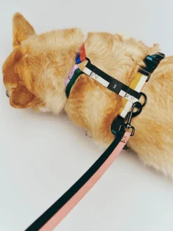 Dogs Leash-Flat M/L-Pink, black>Hay Online