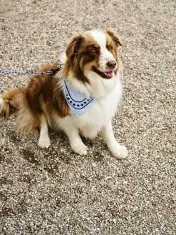 Hay Dogs Scarf-55 x 55-Light blue New