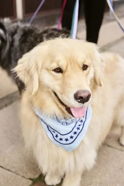 Hay Dogs Scarf-55 x 55-Light blue New