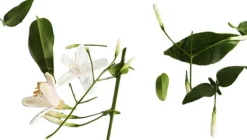 Rabanne Lady Million Deodorant spray 150 ml