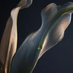 Rabanne Lady Million Deodorant spray 150 ml