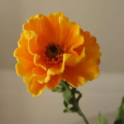 Botané Large Poppy Flower Discount