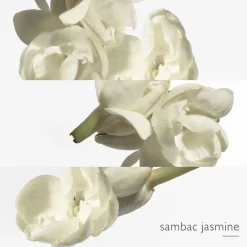 HERMÈS Le Jardin de Monsieur Li Eau de Toilette No color Online