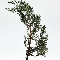 Loewe Perfumes LOEWE 001 Man Eau de Parfum Sale