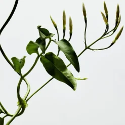 Loewe Perfumes LOEWE 001 Woman Eau de Parfum Hot