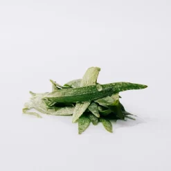 LOEWE Esencia Eau de Parfum><noscript><img width=