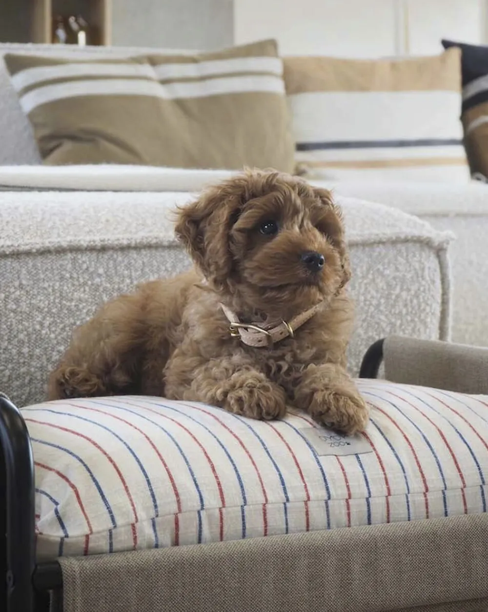 OYOY Living Design Milo Hundeseng - Medium Sale