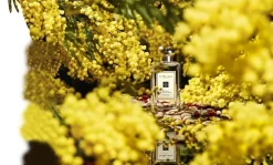 Mimosa & Cardamom Cologne><noscript><img width=