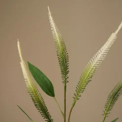 Mini Amaranthus>Botané Online