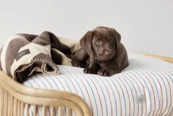 OYOY Living Design Otte Hundeseng - Medium