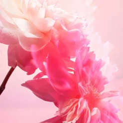 Pillow Talk Love Frequency Kit - Makeup- og parfumesæt><noscript><img width=