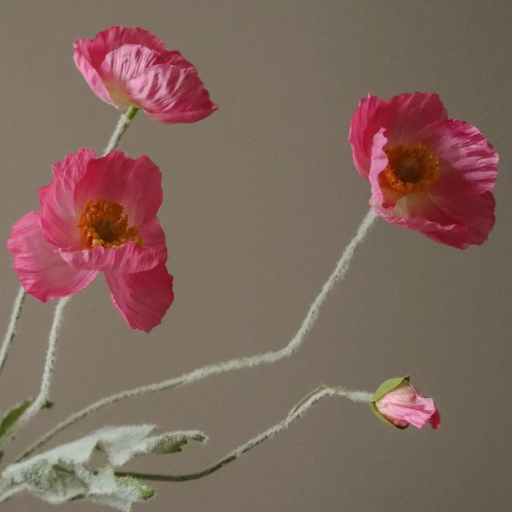 Botané Poppy Flower