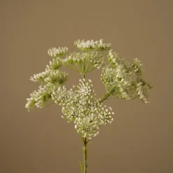 Botané Queen Anne's Lace Flower Sale