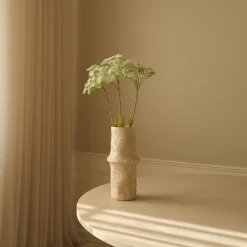 Botané Queen Anne's Lace Flower Sale