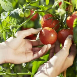 Maison Margiela REPLICA From the Garden Eau de Toilette Discount