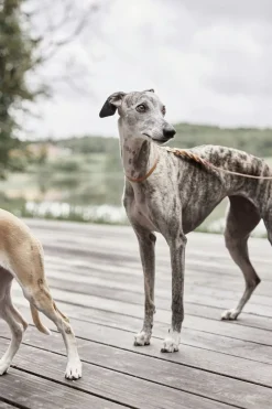 OYOY Living Design Robin Hundehalsbånd - Ekstra Stor Hot