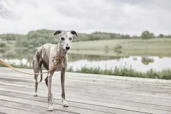 OYOY Living Design Robin Hundehalsbånd - Ekstra Stor Hot