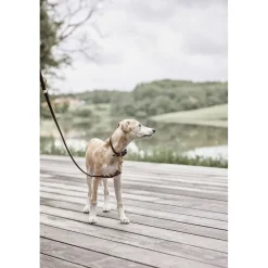 Robin Hundehalsbånd - Lille>OYOY Living Design Hot