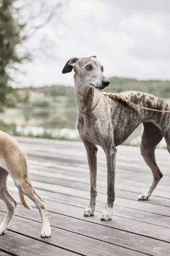 OYOY Living Design Robin Hundehalsbånd - Medium