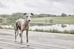 OYOY Living Design Robin Hundehalsbånd - Medium