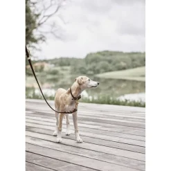 Robin Hundehalsbånd - Medium>OYOY Living Design Clearance