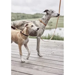 Robin Hundehalsbånd - Medium><noscript><img width=