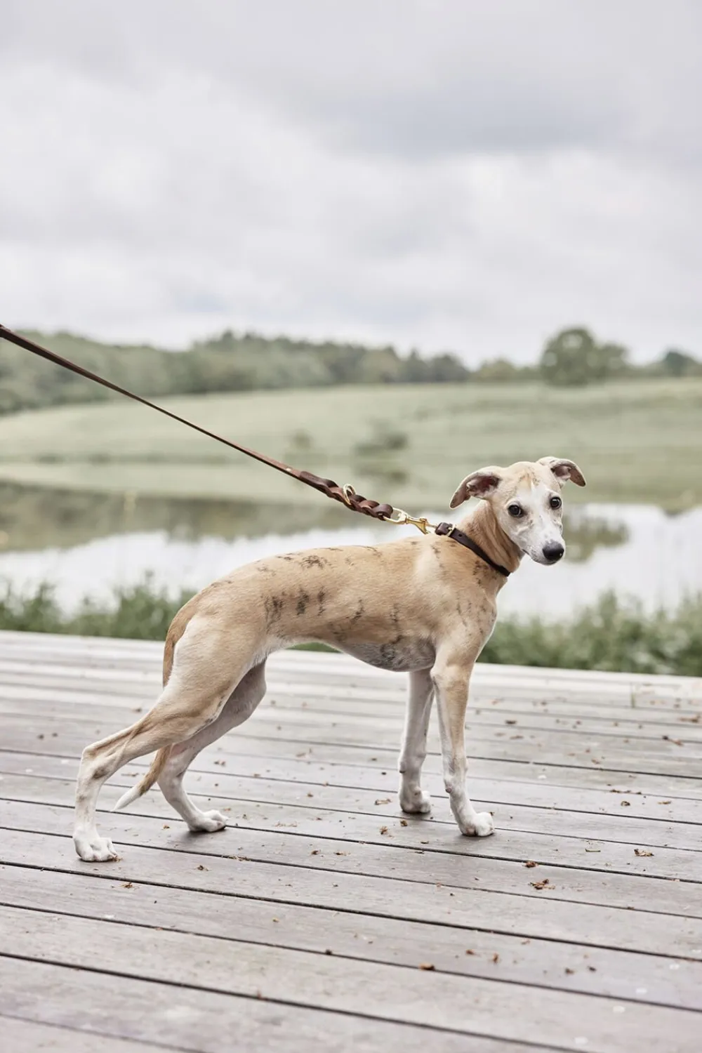 Robin Hundehalsbånd - Stor>OYOY Living Design Outlet