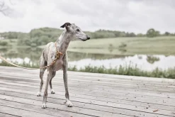 OYOY Living Design Robin Hundehalsbånd - Stor