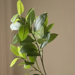 Botané Ruscus Leaves